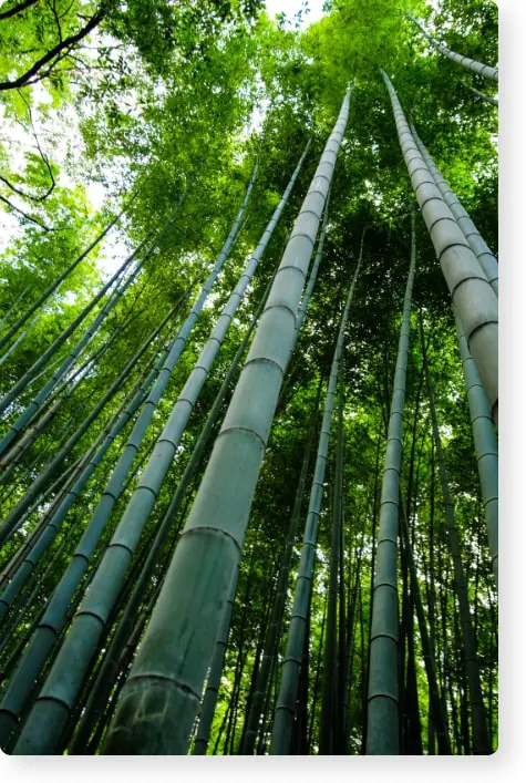 Forêt de Bambou